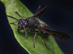 Anterhynchium flavomarginatum