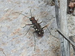 Cicindela sedecimpunctata