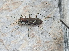Cicindela sedecimpunctata