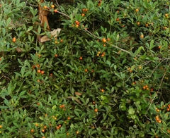 Zanthoxylum asiaticum