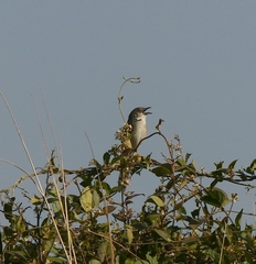 Prinia sylvatica