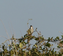 Prinia sylvatica