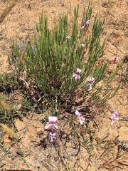 Pelargonium laevigatum oxyphyllum