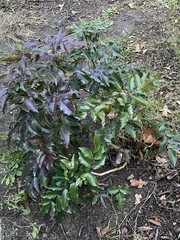 Berberis aquifolium