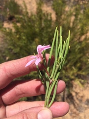 Pelargonium laevigatum oxyphyllum