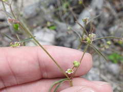 Euphorbia bilobata