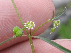 Euphorbia bilobata