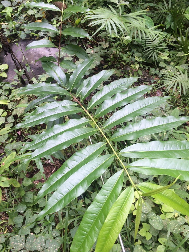 Cratoxylum sumatranum