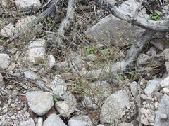Euphorbia bilobata