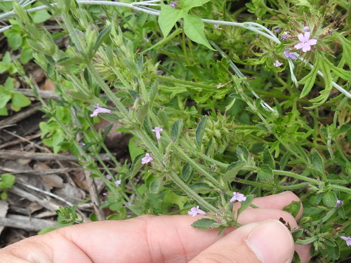 Image of Hedeoma dentata by (c) Sam Kieschnick, some rights reserved (CC BY)