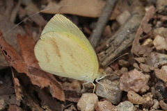 Eurema herla