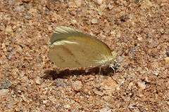 Eurema herla
