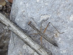 Yersiniops solitarius