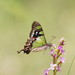 Macleay's Swallowtail - Photo (c) Reiner Richter, some rights reserved (CC BY-NC-SA), uploaded by Reiner Richter