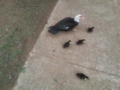 Cairina moschata domestica