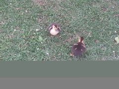 Cairina moschata domestica