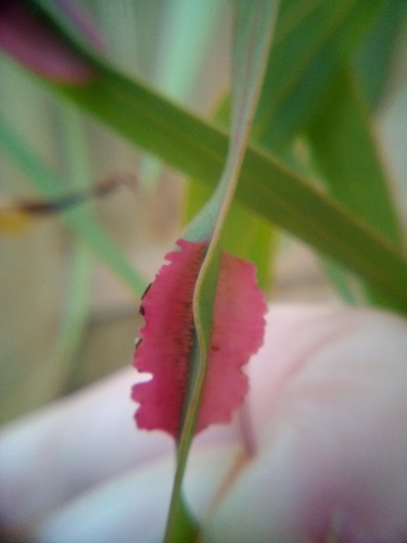 Nambouria xanthops
