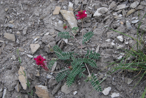 red mountain sainfoin (Hedysarum tschuense)