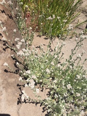 Vellereophyton