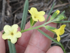 Lithospermum cobrense