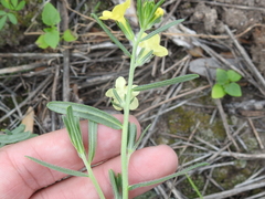Lithospermum cobrense