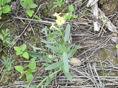 Lithospermum cobrense