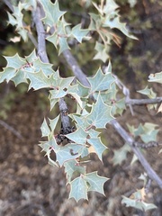 Berberis higginsiae