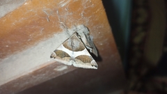 Dysgonia