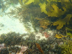 Aplodactylus lophodon