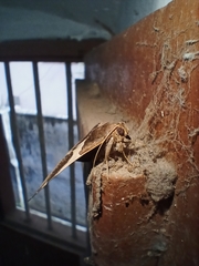 Dysgonia