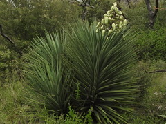 Yucca schottii