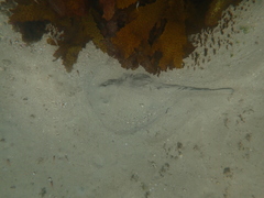 Trygonoptera testacea