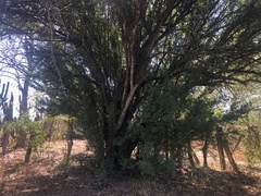 Ebenopsis caesalpinioides