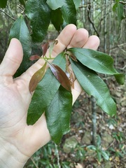 Denhamia celastroides