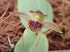 Chiloglottis grammata