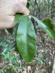 Denhamia celastroides