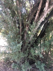 Ebenopsis caesalpinioides