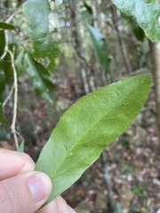 Denhamia celastroides