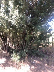 Ebenopsis caesalpinioides