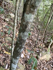 Denhamia celastroides