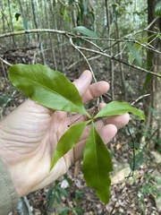 Denhamia celastroides