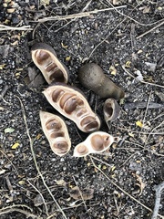 Ebenopsis caesalpinioides