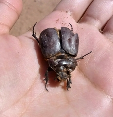 Euetheola