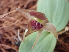 Chiloglottis grammata