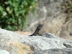 Pseudocordylus microlepidotus
