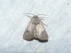 Agrotis cinerea