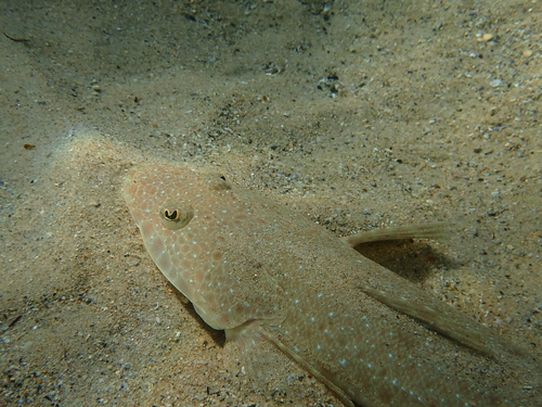 Bluespotted flathead (Platycephalus caeruleopunctatus) — Platycephalidae — 4