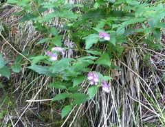 Nothochelone nemorosa