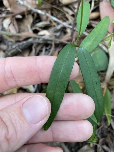 Image of Parsonsia rotata by (c) Greg Tasney, some rights reserved (CC BY-SA)