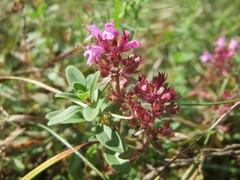 Thymus serpyllum